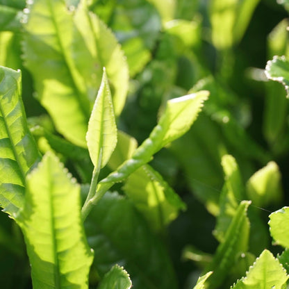 Ohashi Matcha 1kg